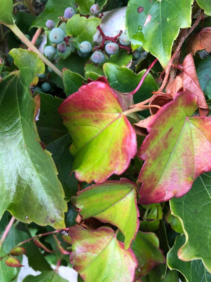 Au Rez De Jardin Ξενοδοχείο Σολέ Εξωτερικό φωτογραφία